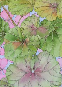 Pelargonia, 12 x 17 cm
